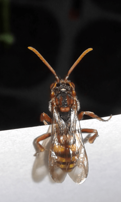 Nomada sp.?  S !